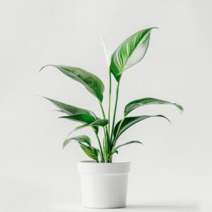 Acceuil product 03